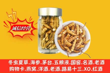 河源龙川县名酒回收散虫草.jpg